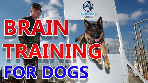 Brain Training for Dogs Review: Will it Benefit Your Dog?