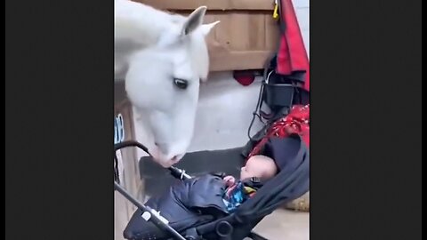 Horses Love Babies & Babies Love Horses