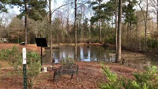 Happy Ducks on a pond