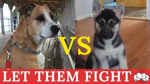 Gerberian Shepsky Puppy VS Pitbull + Lab | Let Them Fight ( Watch Maple Grow Up)