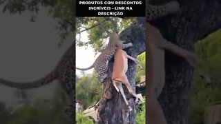 leopardo subindo arvore com a caça