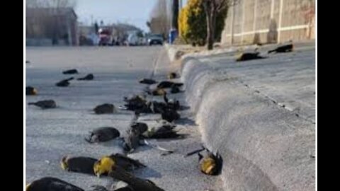 Gravitas: why hundreds of birds fell to death in Mexico