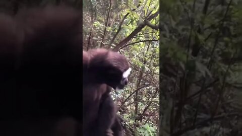 Monkey sound monkey 🐵🐒🐒🐒🐒 Video=11