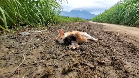 Mother cat had an accident on road and cries of the kitten for help 🐱