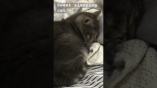 Sweet sleeping cat