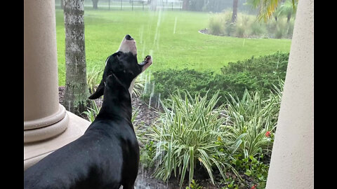 Great Dane Loves To Watch The Thunderstorm & Catch Pouring Rain