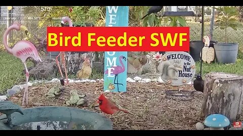 Florida Bird Feeder Live Camera HD Ground/Birdbath