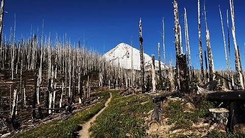 Ascending UP the EPIC Alpine Zone with ABSOLUTELY BEAUTIFUL Views of Mount Hood! | 4K | Oregon