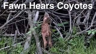 Newborn Fawn Hears a Pack of Coyotes