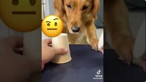 Your daily dose of funny cute dogs #relaxmydog #funny #dogs #funnydogs #compilation
