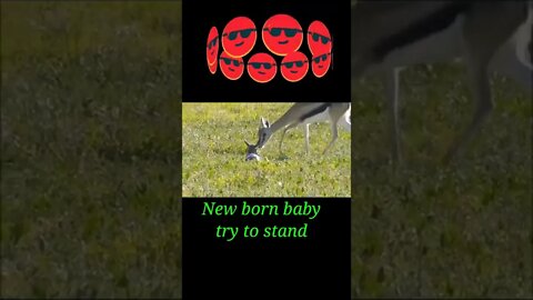 New born baby try to stand #shorts #shortsfeed #youtubeshorts