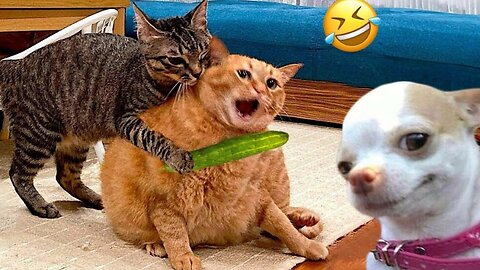 Funny Dogs And Cats Videos 😅🐶 Best Funniest Animal Videos Of The Week #4