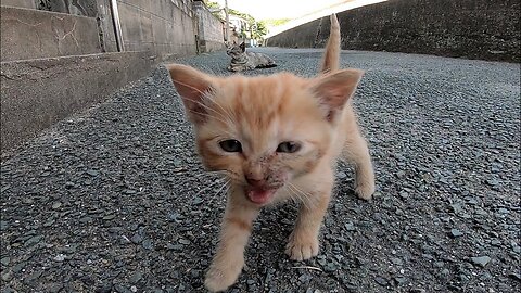 Kitten eating crunchy cat food for the first time