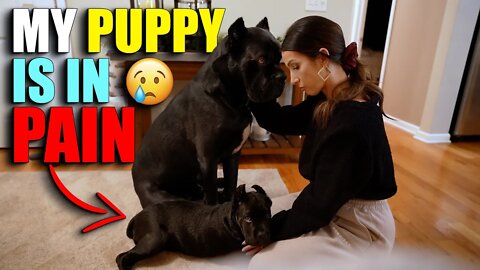 My Puppy Is In Pain - Cane Corso Puppy