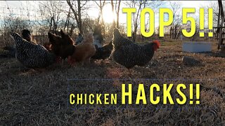 5 Things To Guarantee Your Chickens Survive The Winter