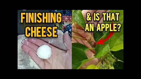 Finishing the Cheese and Is That an Apple? - Ann's Tiny Life and Homestead