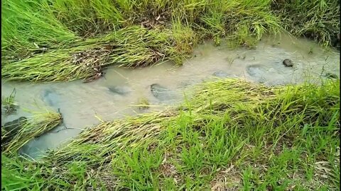 A lot of rain last night the stream has been up 5th February 2022