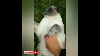 cute cat videos 😹 funny videos 😂1790