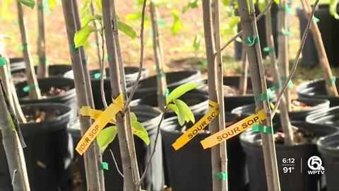 Free trees distributed at resource fair in Delray Beach