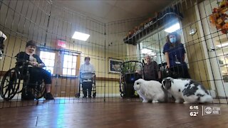 Therapy bunnies bring comfort and joy to seniors this holiday season