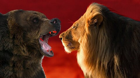 The lion against the bear. Not the usual result!!!