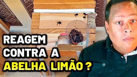 ABELHA MANDAÇAIA se defende contra a ABELHA LIMÃO? | Dicas de manejo [🐝🎬 Cortes]