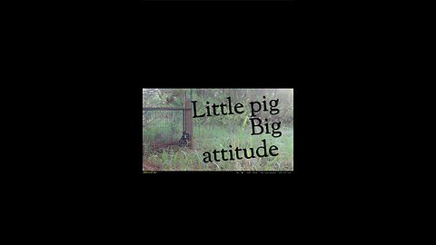 Little pig Big attitude!! Plus some trapping advice.