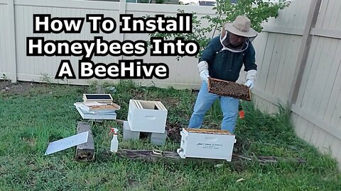 How To Install Honeybees Into A Beehive