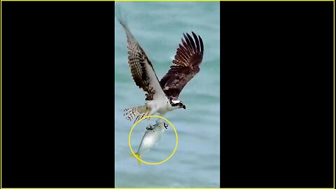 Merciless eagle hunting fish from the ocean