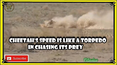 Cheetah's speed is like a torpedo in chasing its prey-Animal Planet-Nat Geo Wild-Wildlife-bbc-Zoo