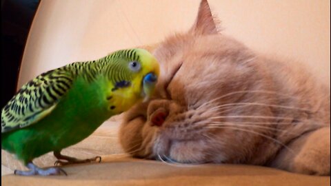 Most patient cat in the world puts up with pesky parrot