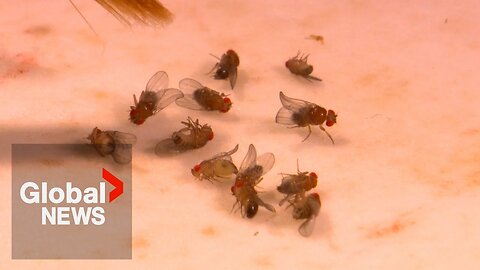 How fruit fly genes are helping scientists reverse Parkinson’s symptoms| RN