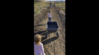 Pumpkin Patch pickers