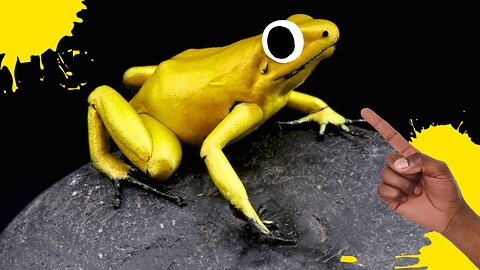 The Golden Poison Dart Frog is extremely dangerous!