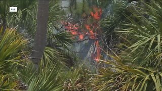 Fuel loading from Hurricane Ian increases fire danger in Southwest Florida