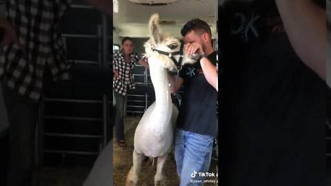 Llama Chiropractic Treatment