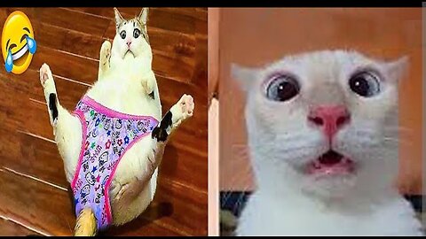 Funny cat videos 😂 #must watch