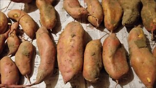 Garden's End: Sweet Potatoes!