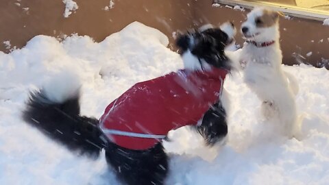 Ares found a good match in snow: a border collie