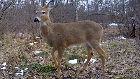 Whitetail Deer, Gray Wolf, Fisher, and Gray Fox...February 14-20