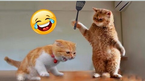 Funny Cat & Dog videos. Best funny pets video 😃😆