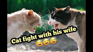 Cat fight with his wife