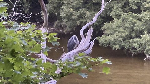 Juvenile Sleepyhead Great Blue Heron 2