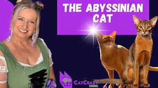 Abyssinian Cats 101: The Beautiful, Mysterious Cat Breed