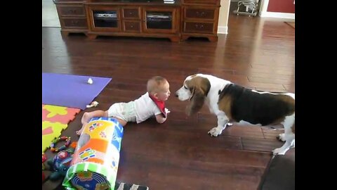 Laughing Baby Chases Basset Hound