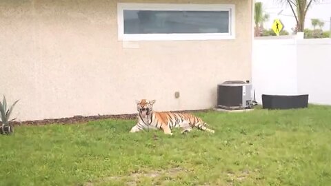 STEVEWILLDOIT puts ALLIGATOR and TIGER in moms house