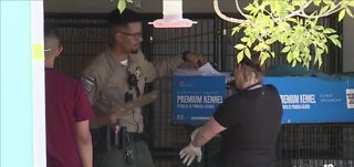 300 dogs seized from Nye County property; breeders arrested for animal cruelty