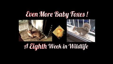 Even More Baby Foxes ! An Eighth Week In Wildlife