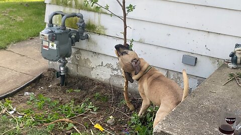 My dog offers tree removal services!