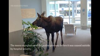 WATCH: Moose feasts on lobby plants in Alaska hospital building